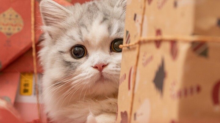 Christmas kitty’s here—please sign for it!