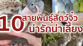 10 สายพันธุ์สัตว์แคระ สัตว์จิ๋ว น่ารักน่าเลี้ยง