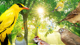 [Binatang] Suara seratus burung di dunia