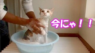 ตอนสระผมแมวหนีไปไหน! แมวหนีแชมพู