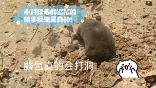 小时候看的鼹鼠的故事原来是真的！