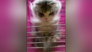 Kucing bukan sembarang kucing😹alumnikonoha ninjacat shinobicat kucingkonoha challenge cat shinobi n