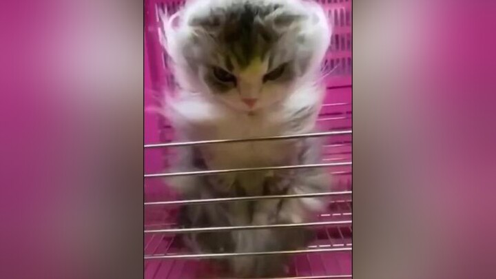 Kucing bukan sembarang kucing😹alumnikonoha ninjacat shinobicat kucingkonoha challenge cat shinobi ninja konoha cats opening kanaboonshillhouette kanaboon silhouette catfunnymoments catfunnyvideos funn