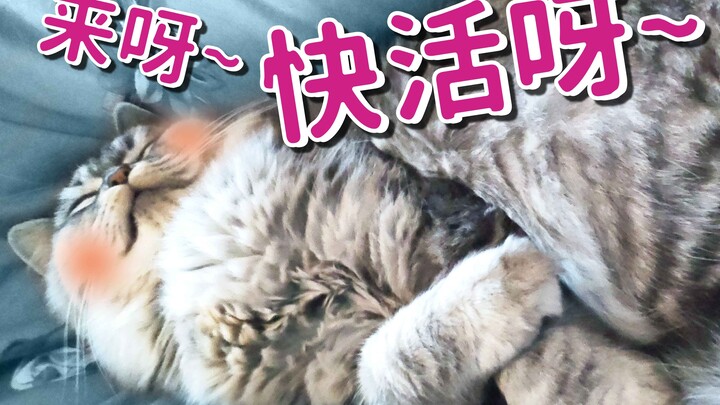 如此销魂舔毛毛的小猫咪你见过没？！