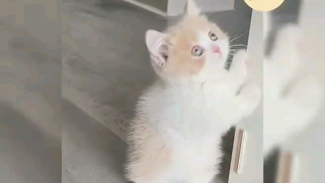 cute quá tr