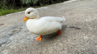 [Animals] Call Duck Swims Like A Flash In The Water