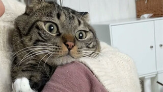 This little kitten actually jumped onto my bed on its own!