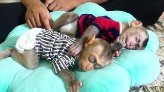 Baby Monkey | So Lovely Little Boy Maki Like To Sleep Hug Baby Maku To Get Warm In After Drink Milk