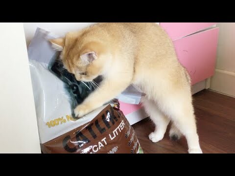 Funny Cat - Bé Mèo Con Siêu Nghịch Cát - Cute kittens