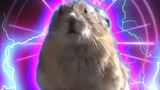 Prairie Dog: I Have The Highest Singing Pitch! Electronica Version
