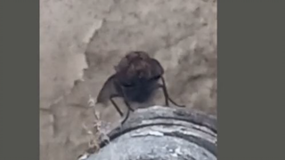 old fly