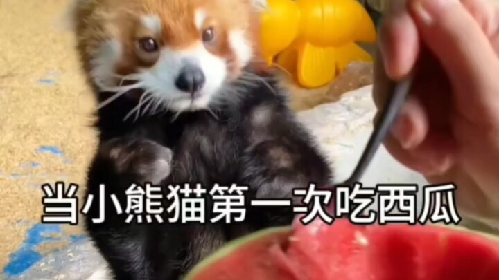 When the Red Panda Tried Watermelon and Durian for the First Time