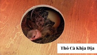 Chơi khăm xem phản ứng của mọi người phần 51 #thobiettroll