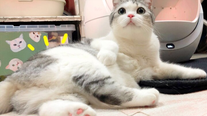 【Thường ngày】Làm thế nào để dạy được một chú mèo lười nhác nhích cái mông của mình khỏi mặt đất tron