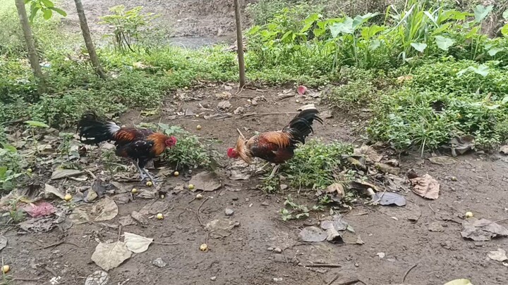 4 months vs 5 months  bulik