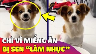 Chú cún KHÓC THAN bị con Sen bắt làm đủ trò chỉ vì 'MIẾNG CƠM MANH CÁ' 😅 | Gâu Đần