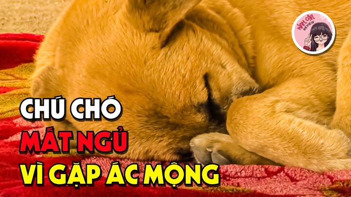 Chú Chó Gặp Ác Mộng Mỗi Đêm Khiến Nó Mất Ngủ | Giải Cứu Động Vật