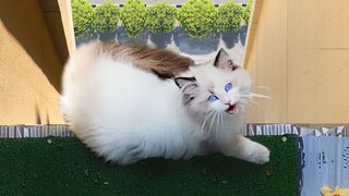 The beautiful ragdoll cat fell from the 31st floor. If it weren’t for the illegal awning, it would h