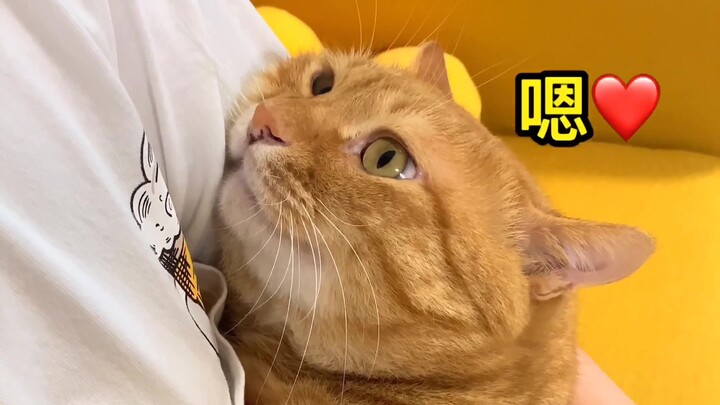 My cat never misses an opportunity to act cute with me.