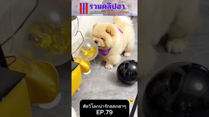 รวมคลิปตลกฮาๆ EP.189 #สัตว์เลี้ยง  #ตลก #shorts #tiktok #funny #สัตว์โลกน่ารัก #แกล้ง #สัตว์ตลก