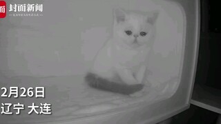 小猫发现兄弟姐妹都被抱走落泪