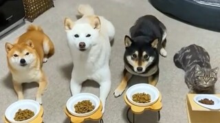 A cat who grew up with a dog