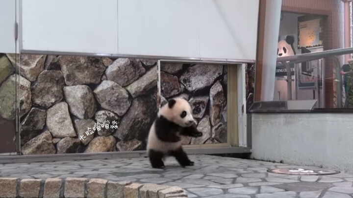 133 ngày đi bộ ở trường đại học của Phong Tân, con gấu nhỏ này mới thực sự là mỗi chân đi một kiểu, 