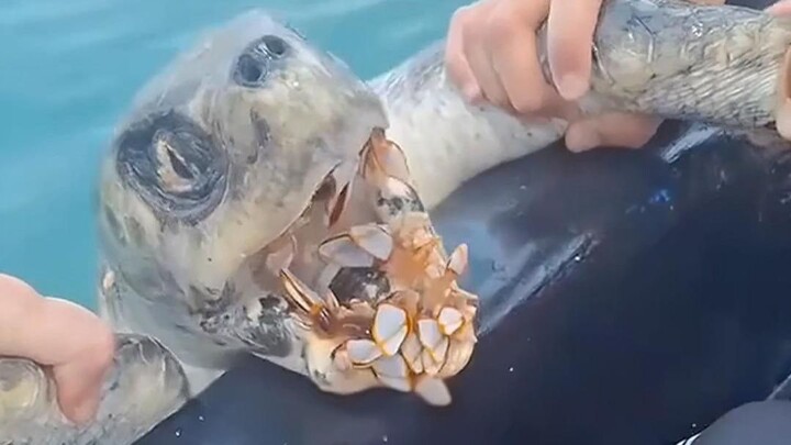 A young man stumbled upon a sea turtle covered head to toe in barnacles; after kindly rescuing it, t