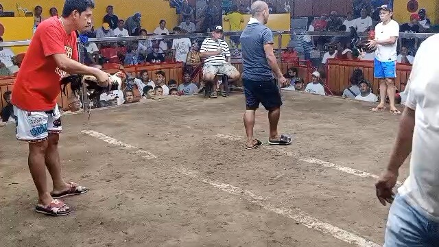 3hits, Sept 5 2026, Candelaria Quezon, EL Gamma grey x black hennie, 2nd fight Win 🥇 matira matibay