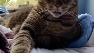 有的小猫表面上凶巴巴硬核范，其实私底下超级能夹