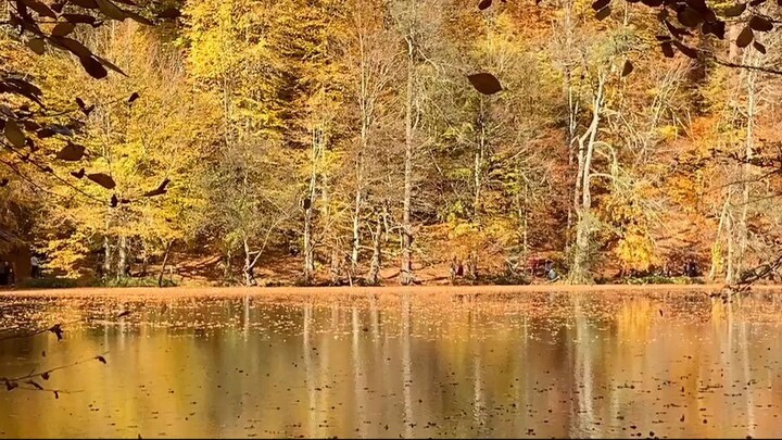 12637737_1080_1920_30fps