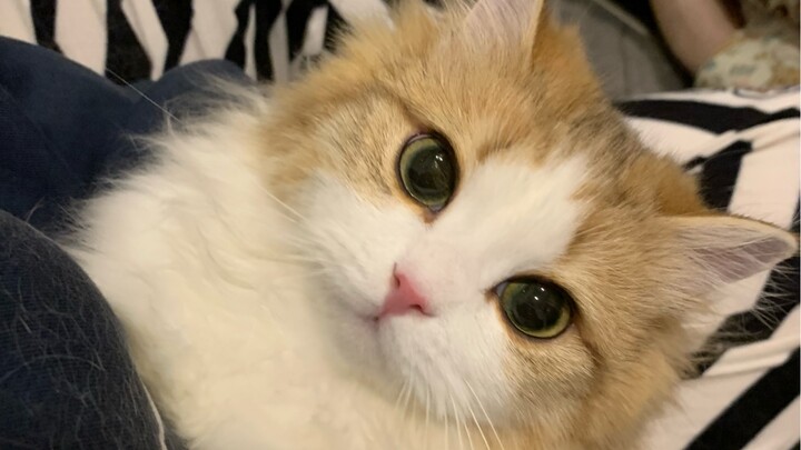 The world is falling apart, but the little cat mends it piece by piece.