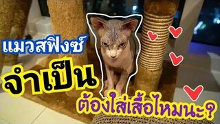แมวสฟิงซ์จำเป็นต้องใส่เสื้อไหม แมวไม่มีขนน้องจะหนาวหรือเปล่า