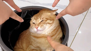 Kucing itu baik, manusia itu jahat!
