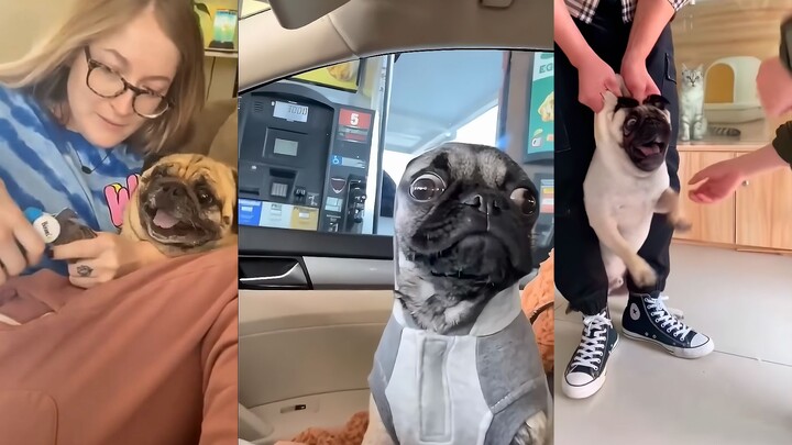 Pug behavior: strange yet reasonable