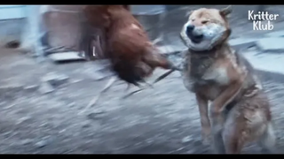 ไก่นักเลงตัวจริงต่อสู้กับ Doggo เพื่อปกป้องครอบครัวที่น่ารักของเขา คริสเตอร์ คลับ
