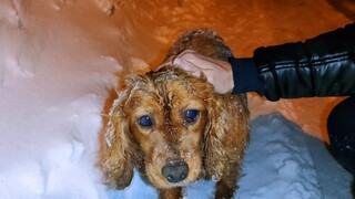 Menyelamatkan seekor anjing liar yang membeku di malam bersalju