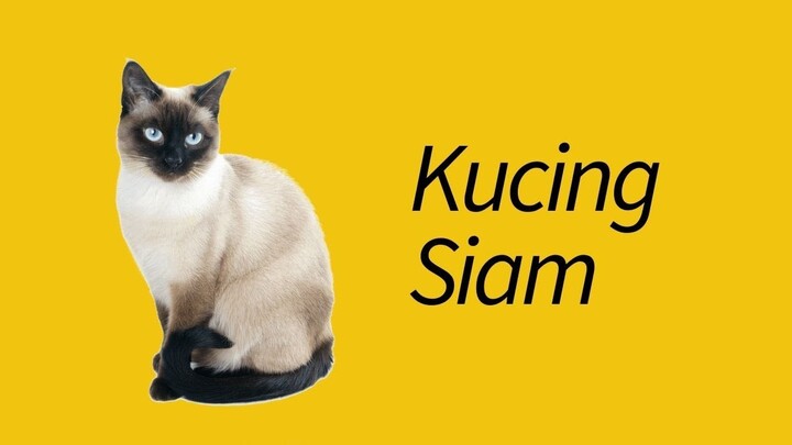 10 Fakta Kucing Siamese—BAWEL banget!