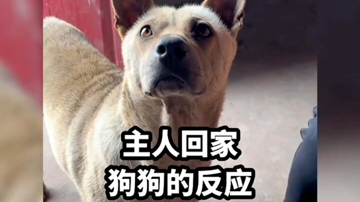 “Reaksi anjing saat tuannya pulang: cinta anjing selalu tulus dan penuh gairah”