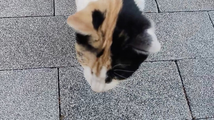 Opening the Door in Wandering Times