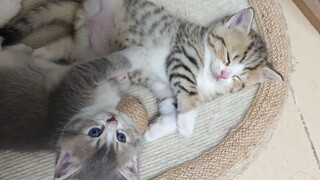 Suatu hari ketika anak kucing menertawakan kebodohannya sendiri