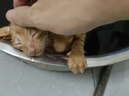 Nước ấm ngâm cơ mi