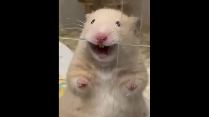 Nuôi thú cưng, mỗi ngày cứ như mở hộp quà bí ẩn vậy.