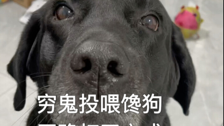 The correct way to open the poor ghost feeding the greedy dog