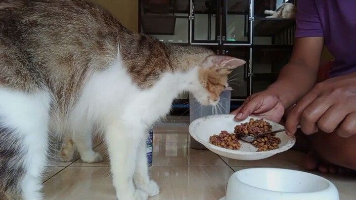 CARA MENGATASI KUCING BARU ADOPSI YANG PENAKUT DAN STRES