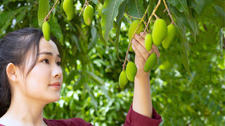 生芒果可做菜，在云南可以凉拌也可炒牛肉，你们吃过吗？