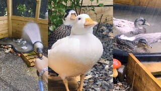 Pada hari yang panas, berikan bebek pendinginan buatan