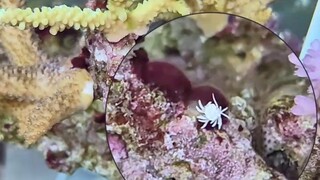 That day, Trash Aoi finally remembered the fear of being dominated by the ghost-handed sea hare.