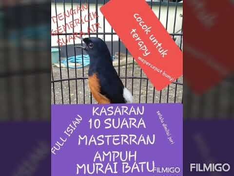 MASTERAN AMPUH MURAI BATU