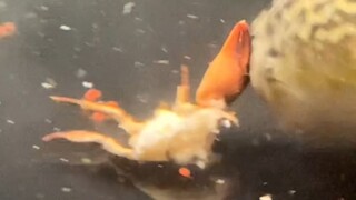 As crispy as potato chips